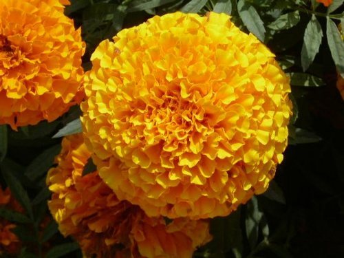 marigold2-500x500.jpg